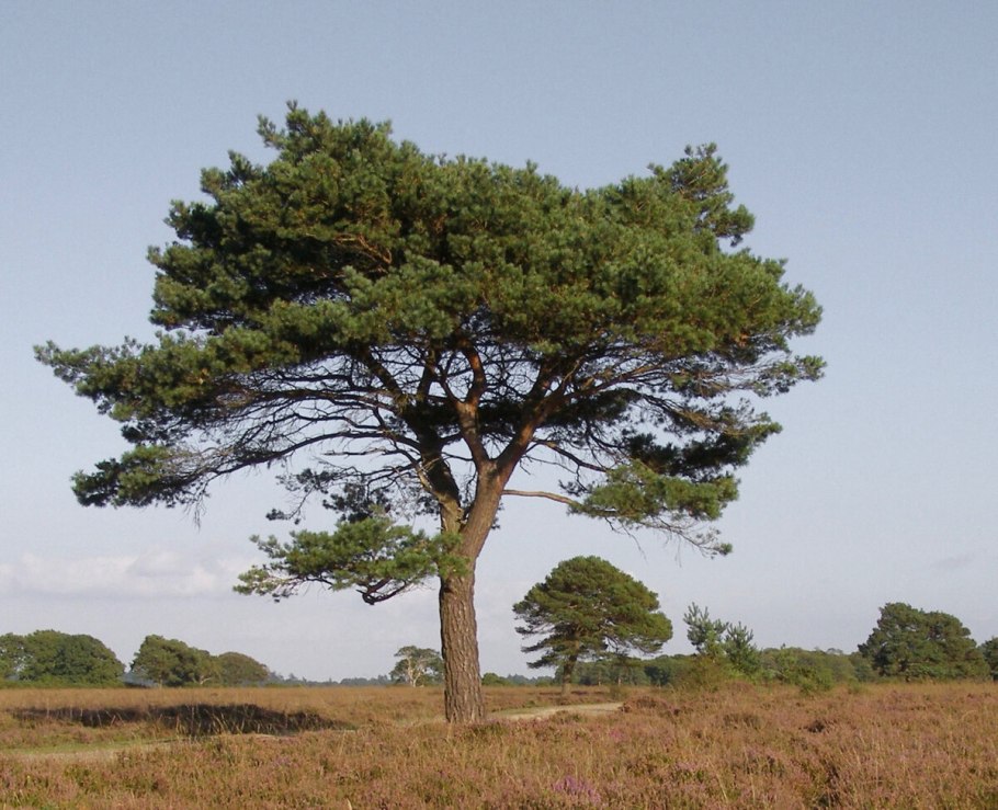 Сосна обыкновенная Pinus Sylvestris l
