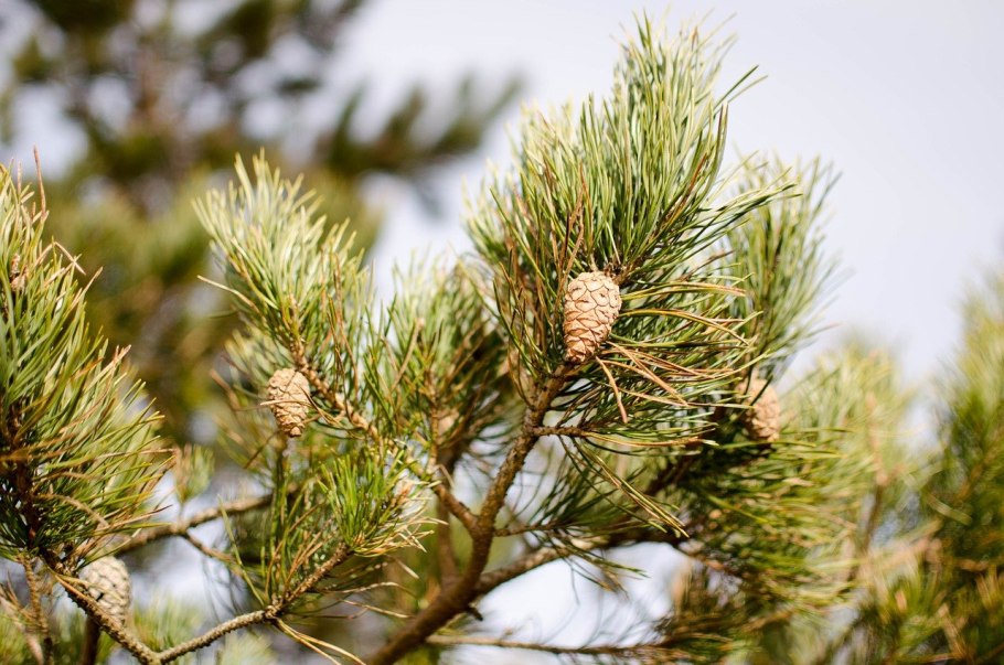 Сосна Pinus nigra