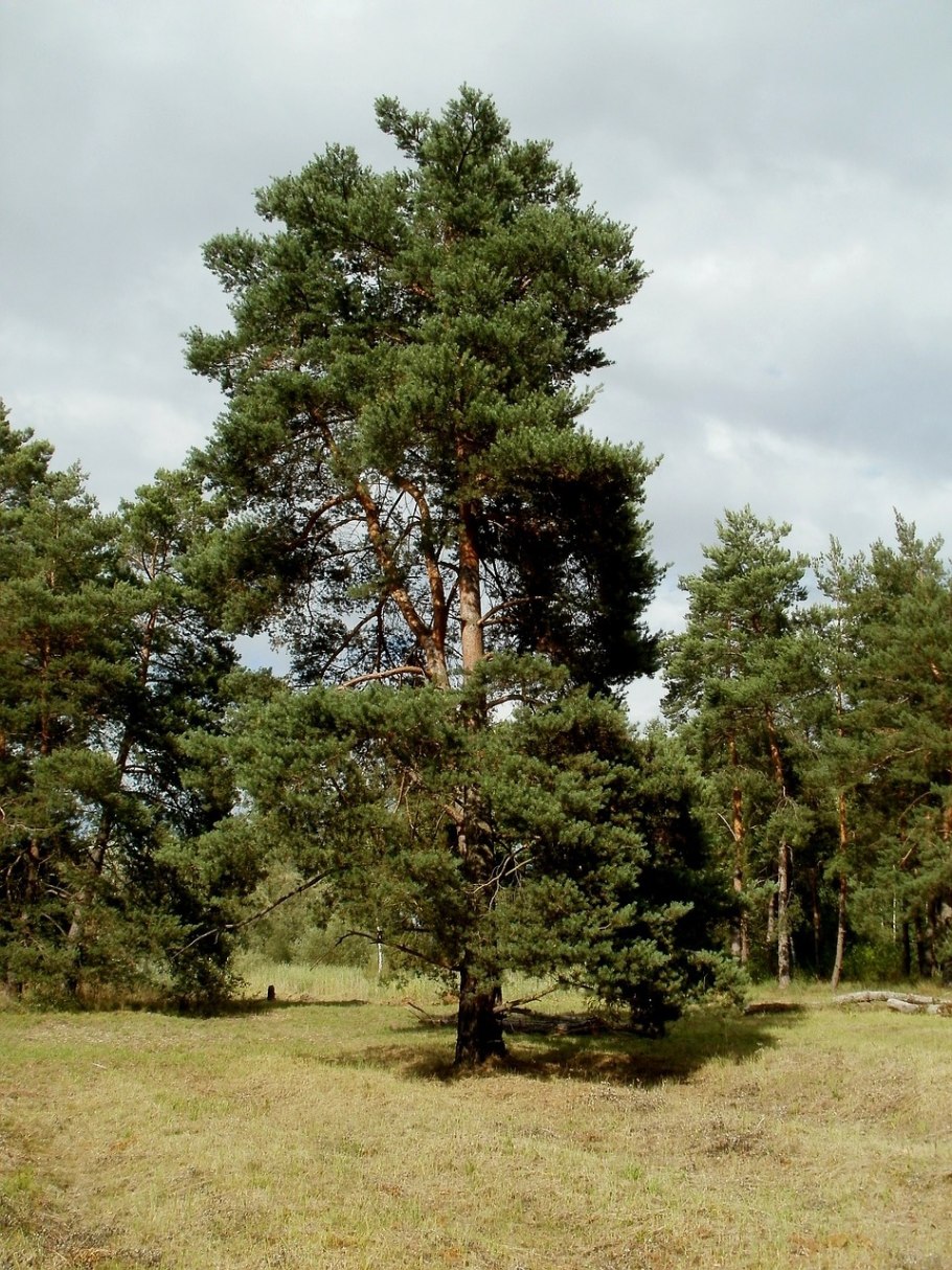 Сосна Pinus Sylvestris norske Typ