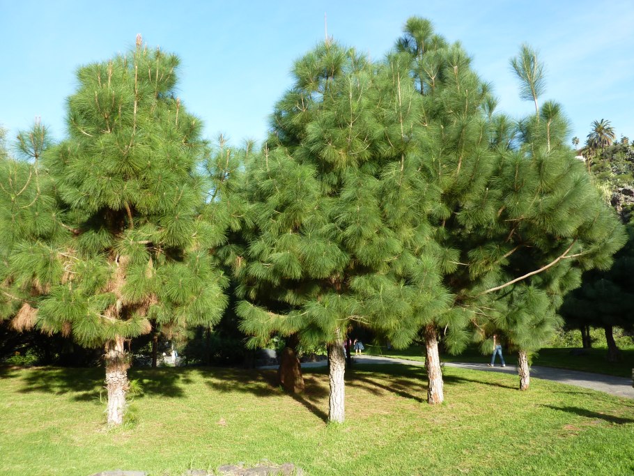 Сосна Кедровая (Pinus Cembra p9)