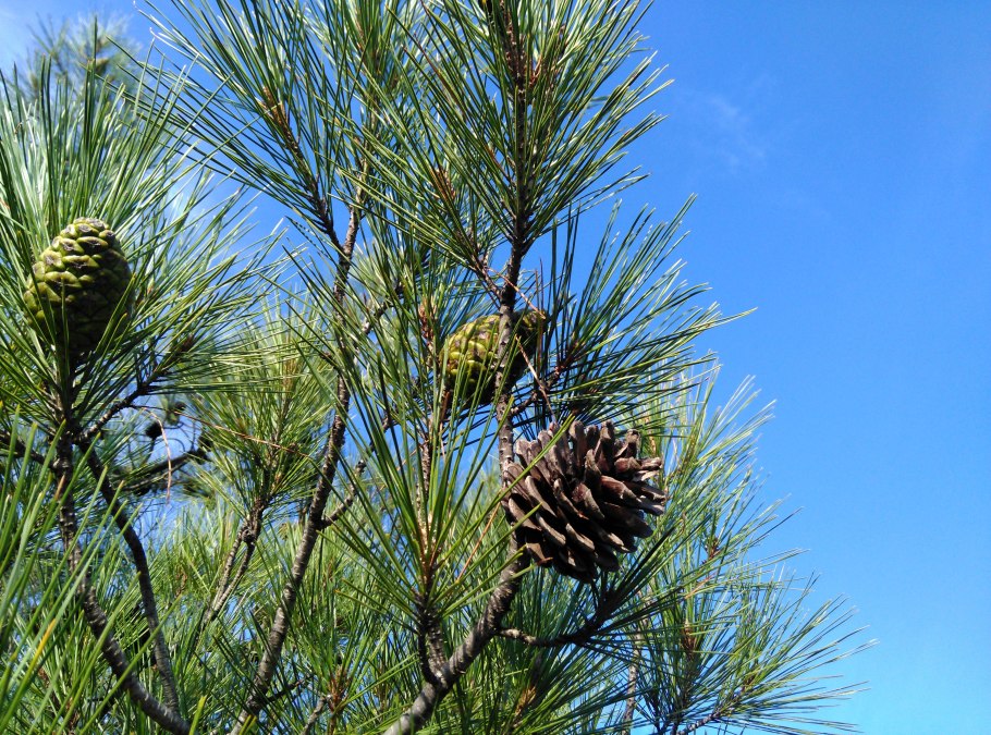 Сосна обыкновенная Pinus Sylvestris