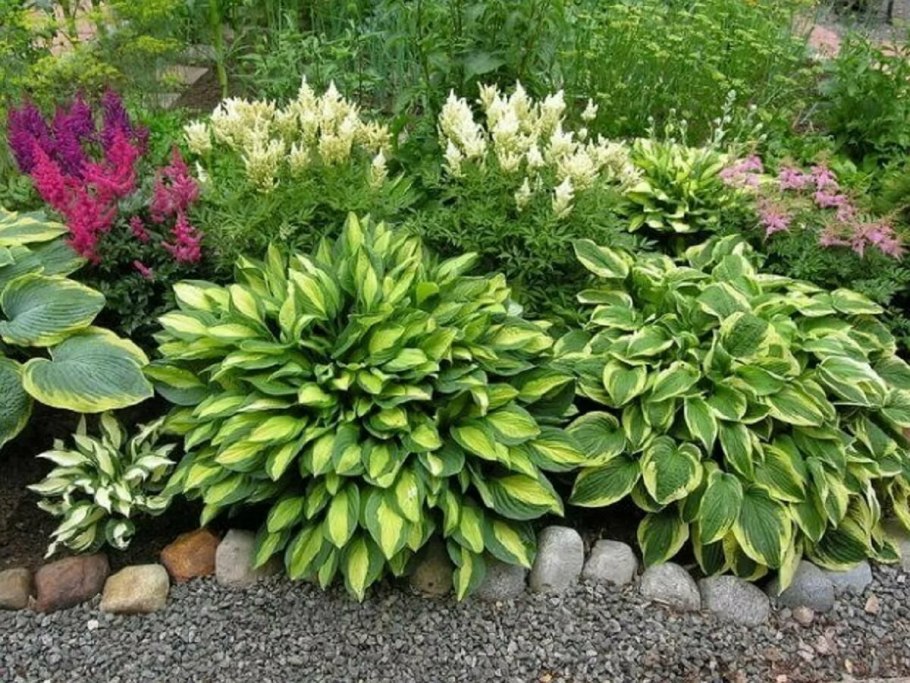 Хоста Санни Халцион