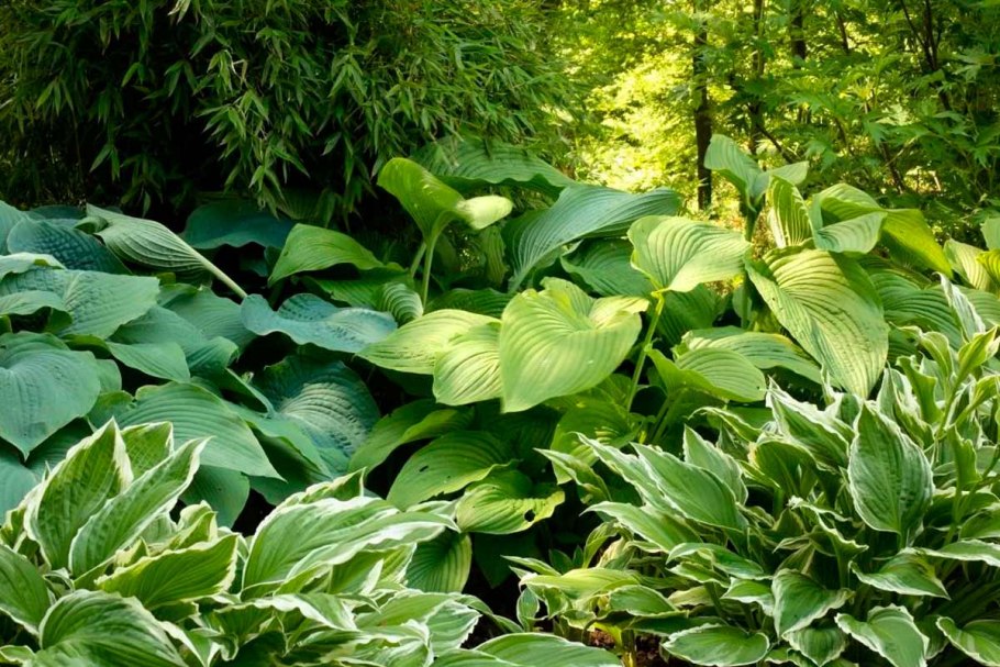 Хоста обыкновенная