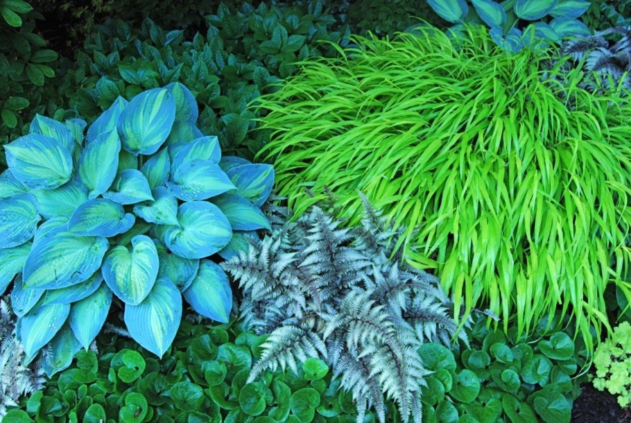 Клумба Хоста астильба гейхера