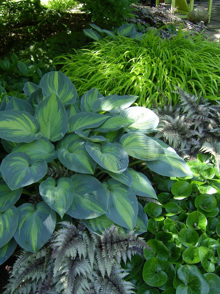 Хоста (Hosta Rainforest Sunrise c2)