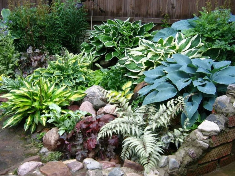 Туя страусник астильба Хоста