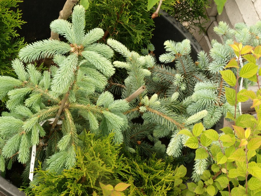 Picea Mariana 'Horstmann'