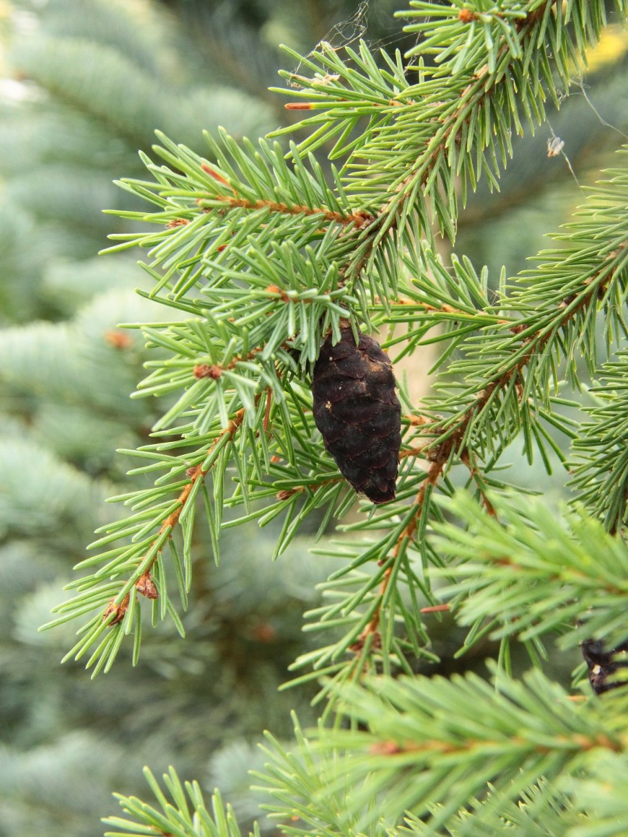 Picea Mariana 'Edelweiss Weeping'