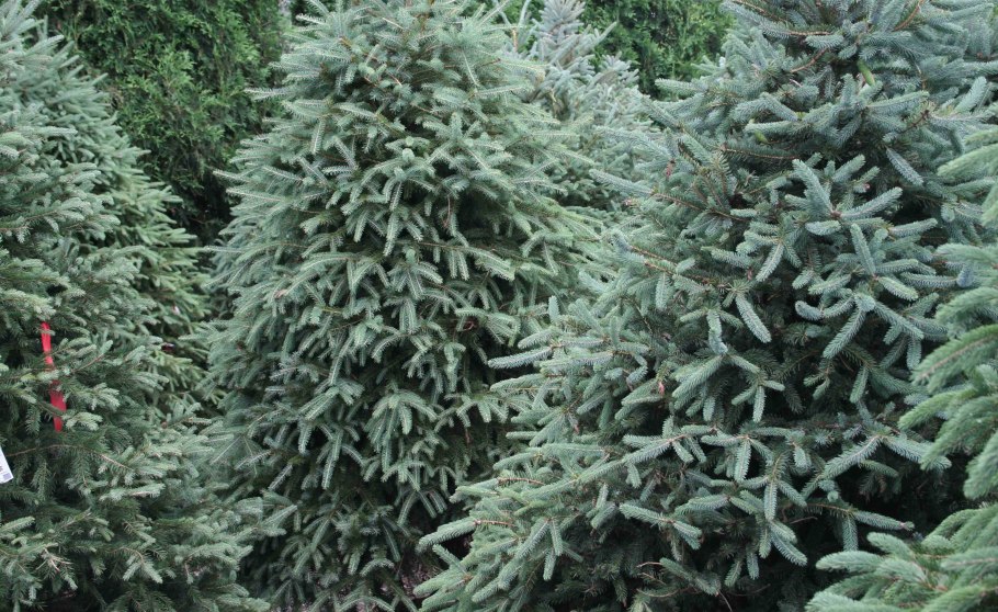 Picea Hermann Naue