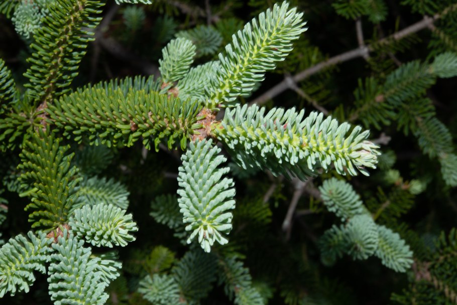 Picea Mariana