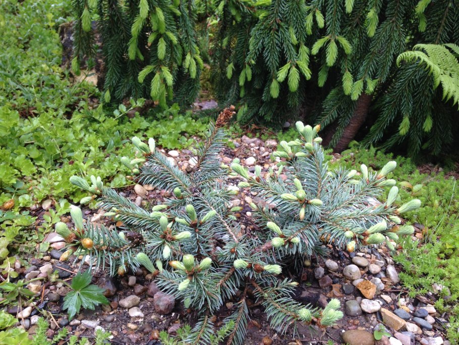 Picea obovata Olgoj Chorchoj