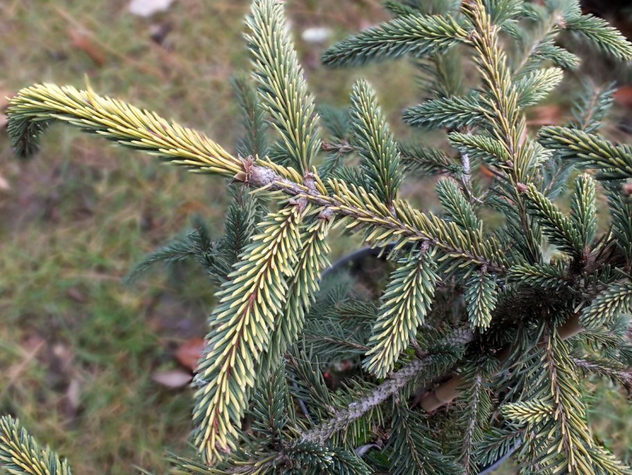 Imperial Tree ель искусственная Richmond 4.5 м