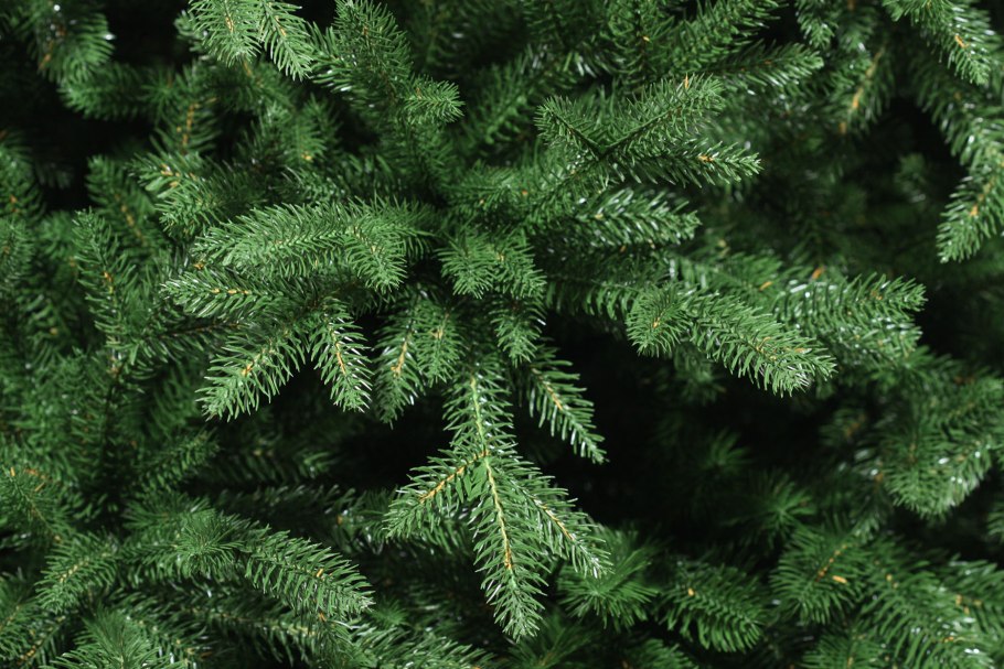 Picea glauca Dent