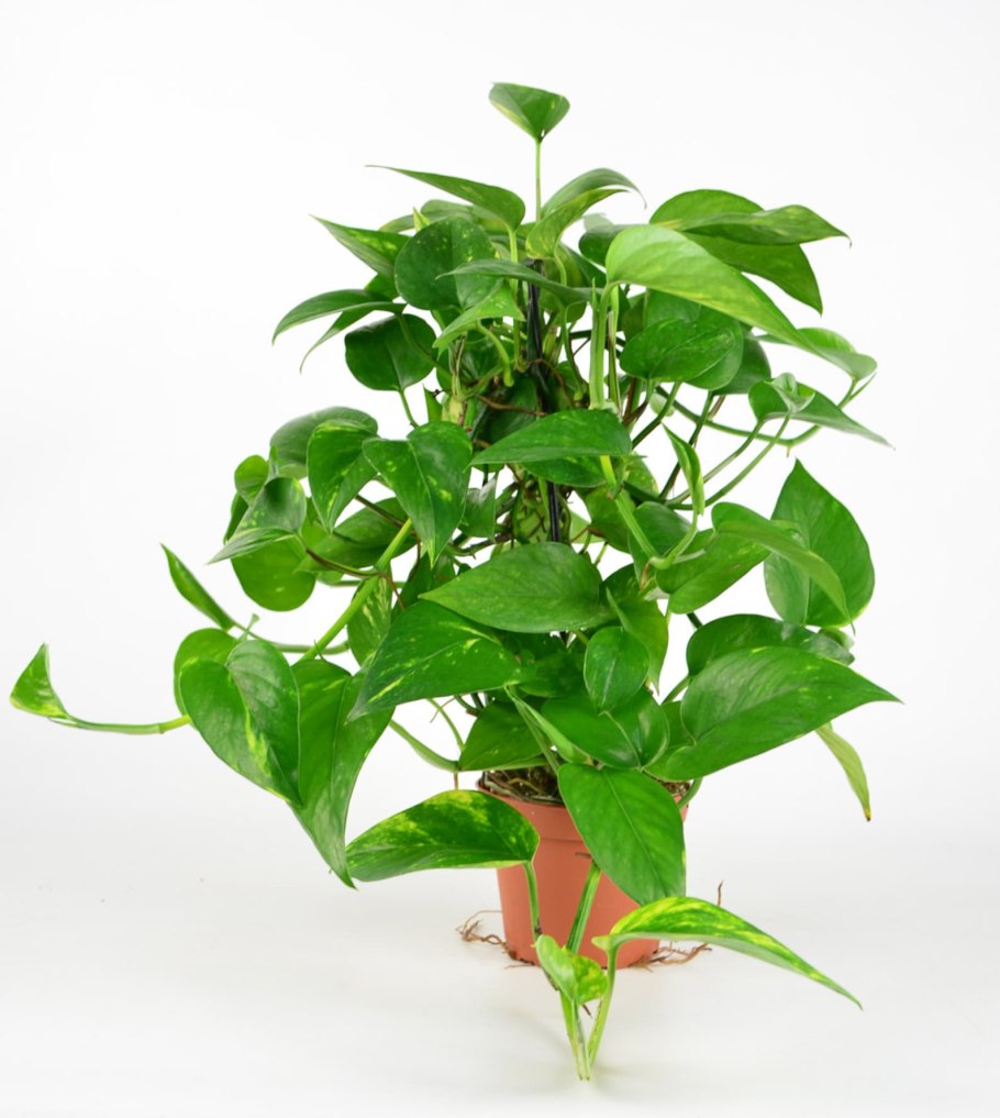 Сциндапсус Эпипремнум