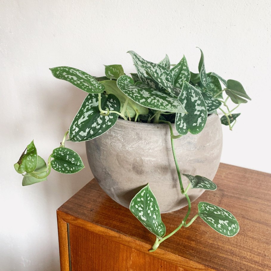 Сциндапсус в природе