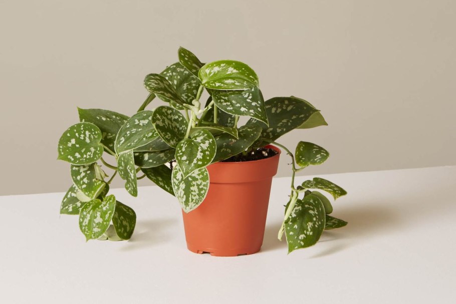 Сциндапсус пиктус аргиреус