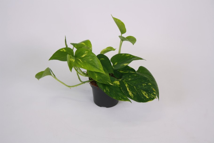 Сциндапсус Мунлайт