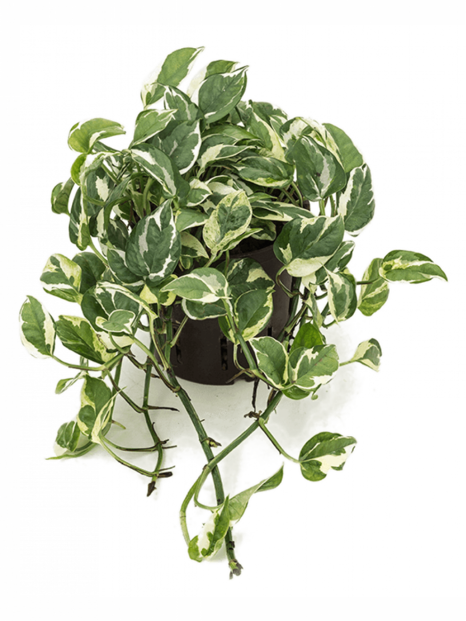 Сциндапсус Пиктус экзотика