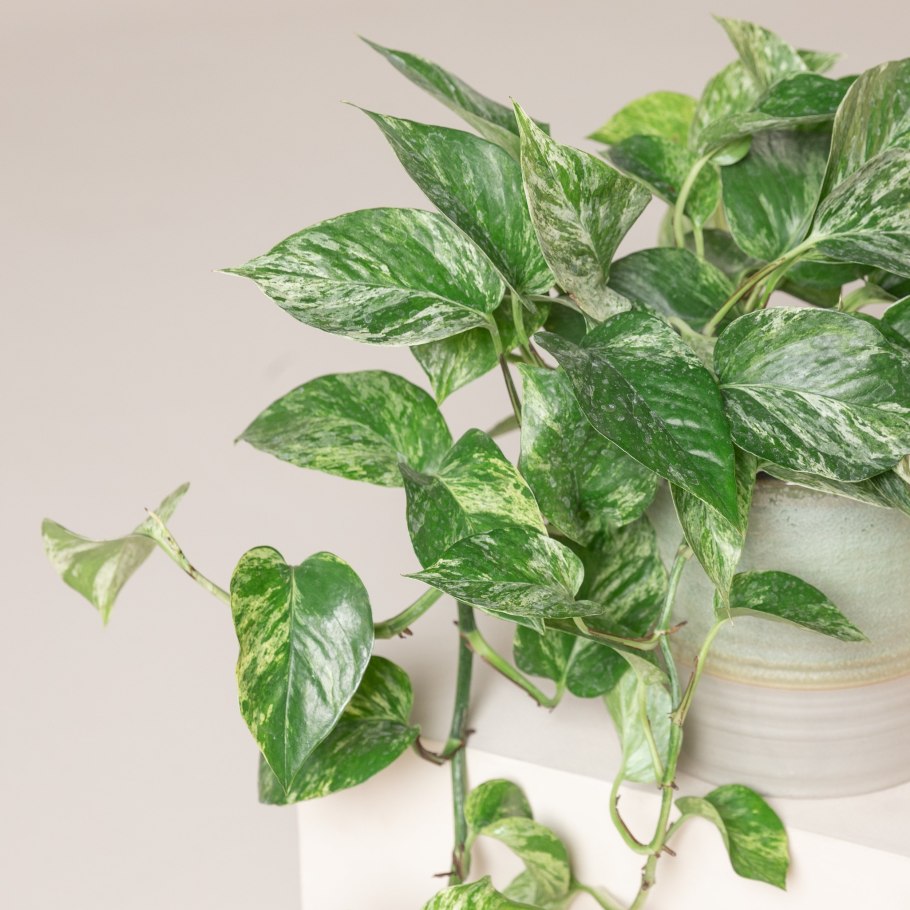 Эпипремнум Голден Лотос