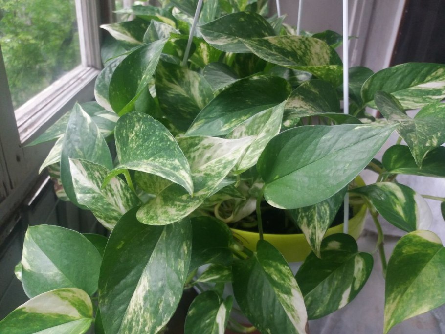 Сциндапсус Пиктус