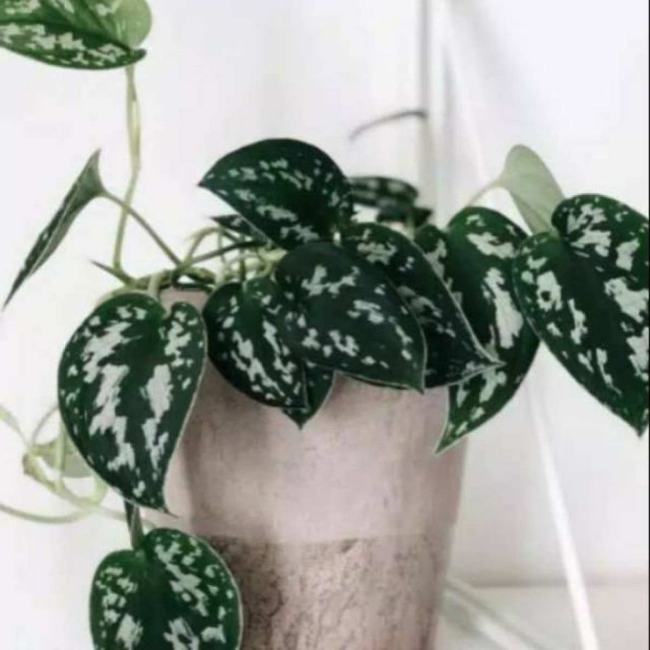 Сциндапсус pictus