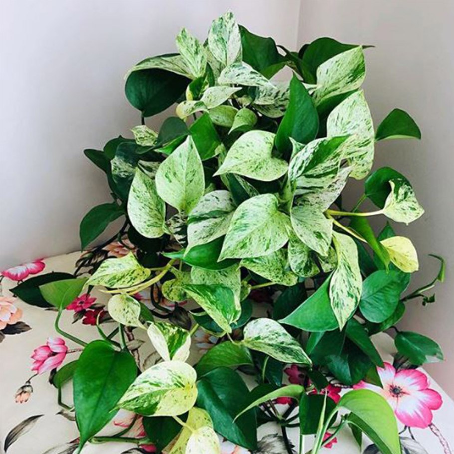 Сциндапсус Aureum