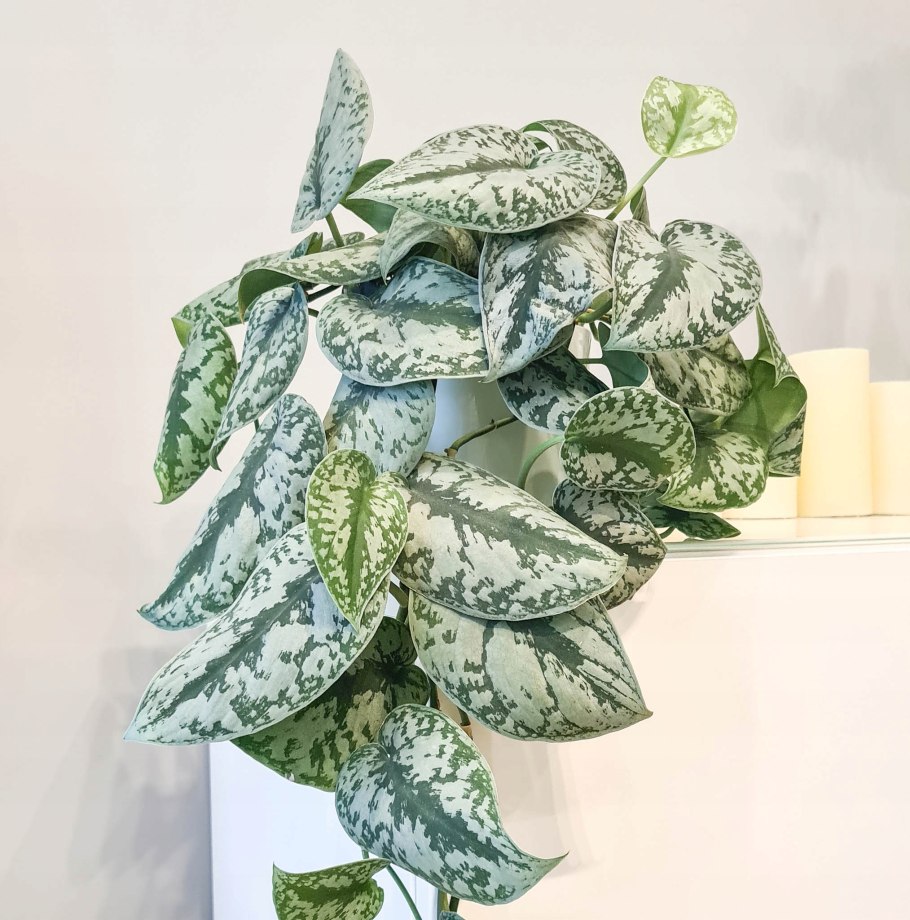 Сциндапсус silver cloud