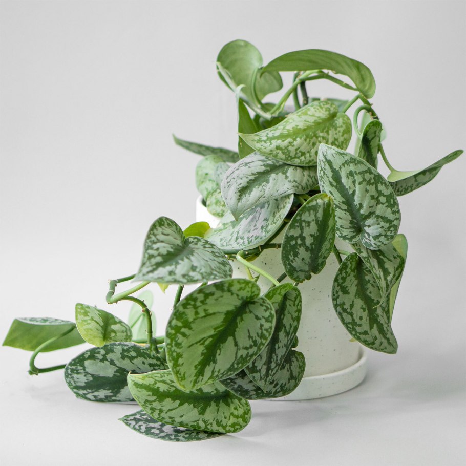 Сциндапсус Голден Квин