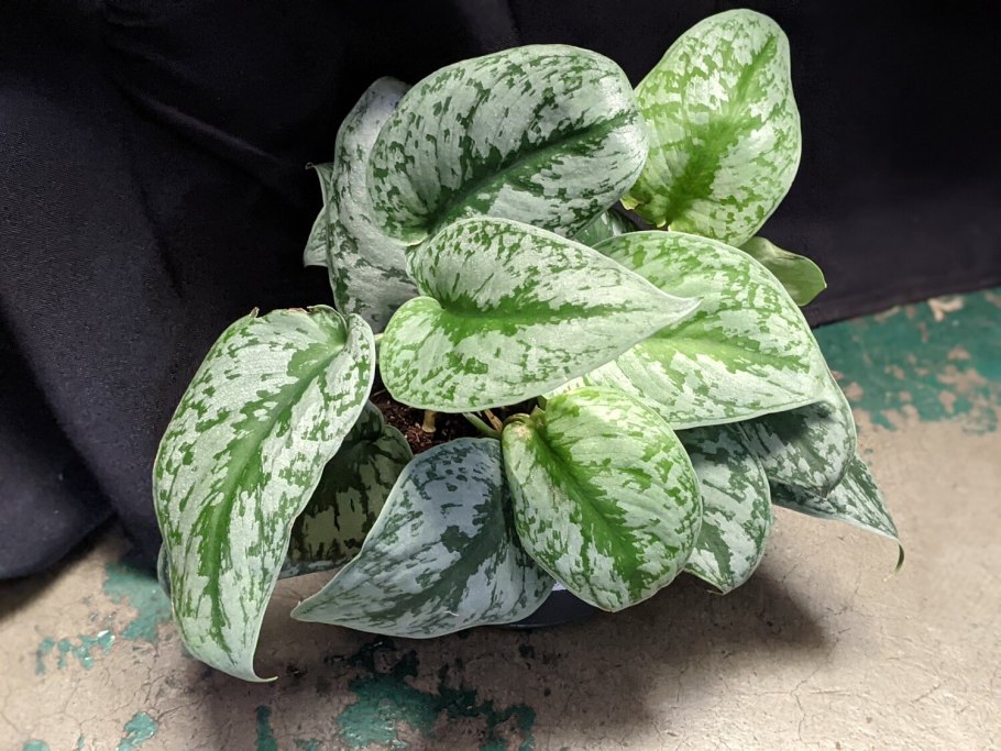 Сциндапсус Сильвер