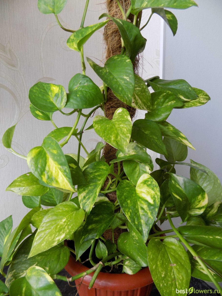 Сциндапсус Marble Queen