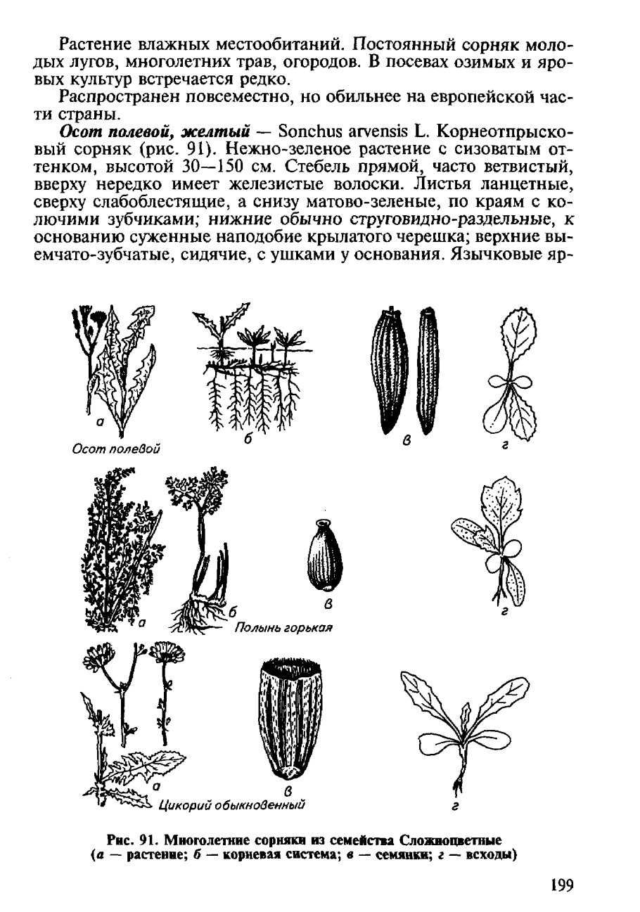 Сорняки семейства сложноцветные