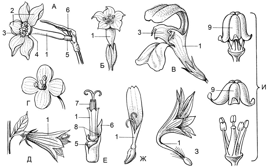 Поповник (Ромашка Луговая)