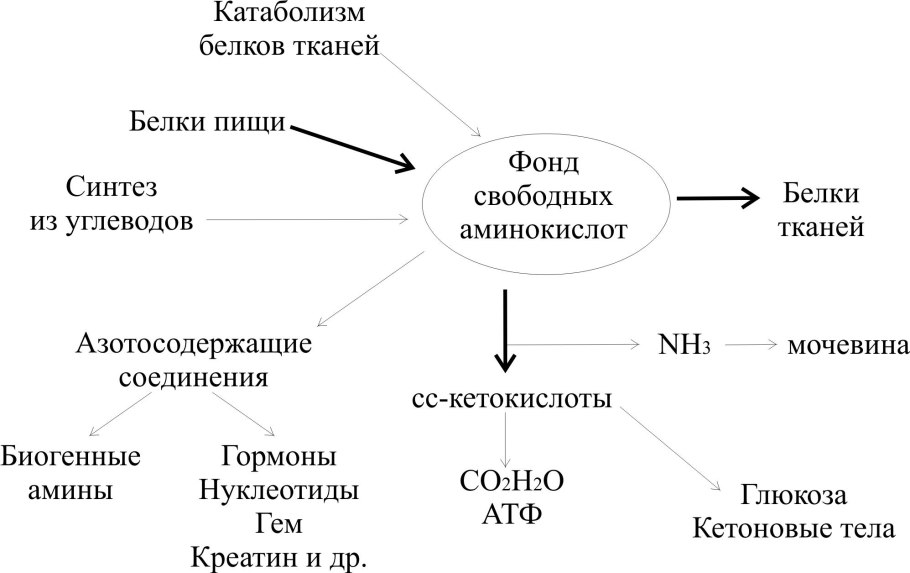 Конспект по биологии 9 нуклеиновые кислоты