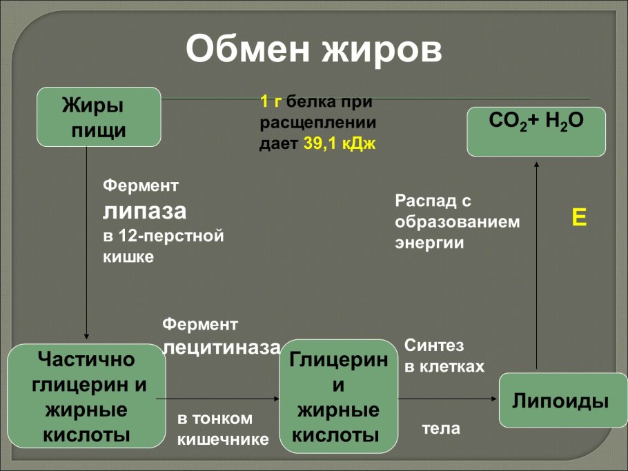 Орнитиновый цикл АТФ