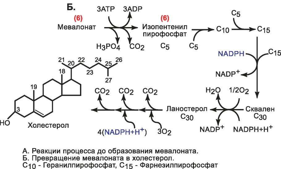 Репликация нуклеиновых кислот РНК