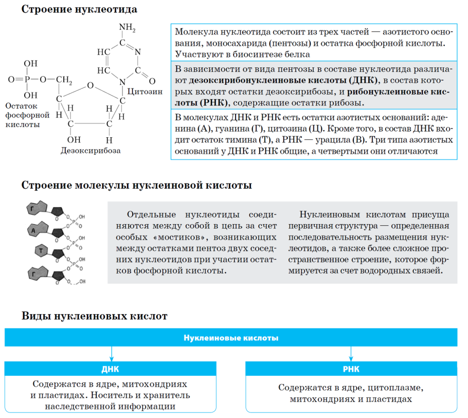 Структура нуклеиновых кислот формула