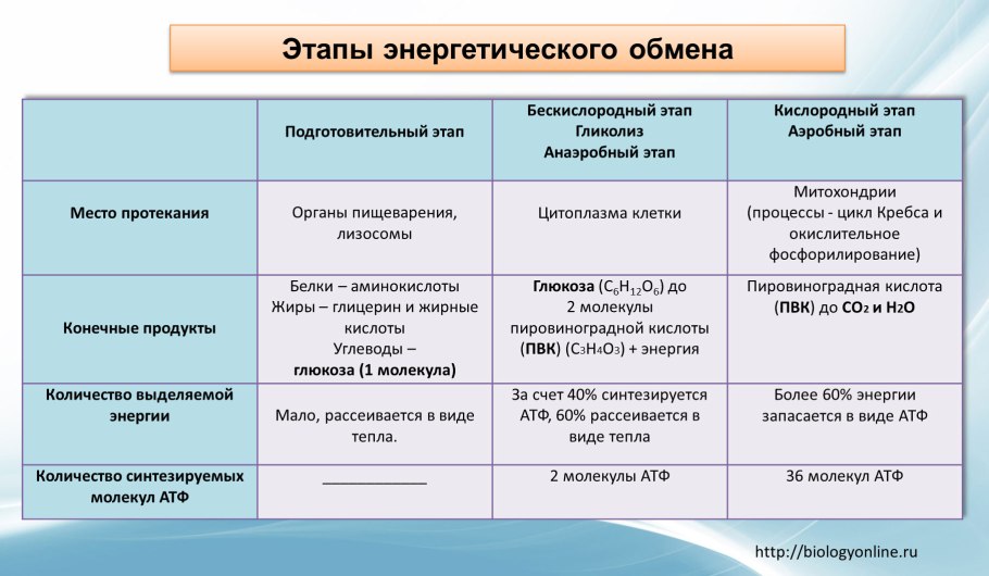 Строение и функции основных классов липидов таблица