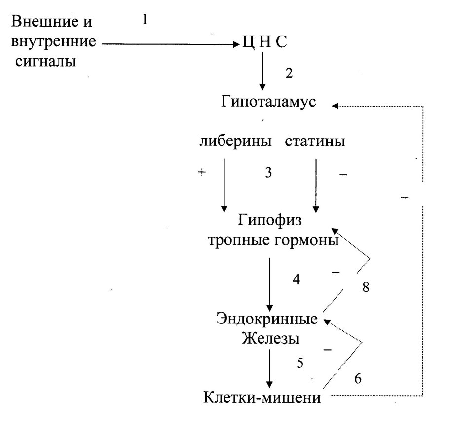 Функции белков в плазматической мембране
