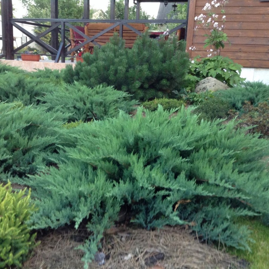 Хвойник казацкий можжевельник