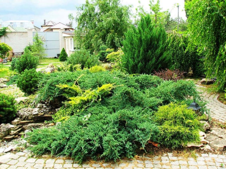 Туя можжевельник ландш