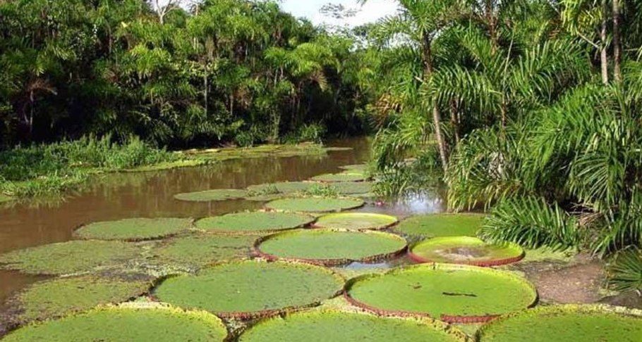 Бразилия леса Амазонии
