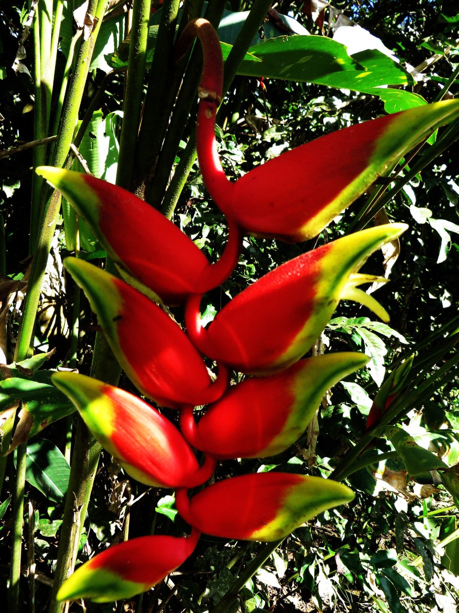 Чили Сельва тропические цветы