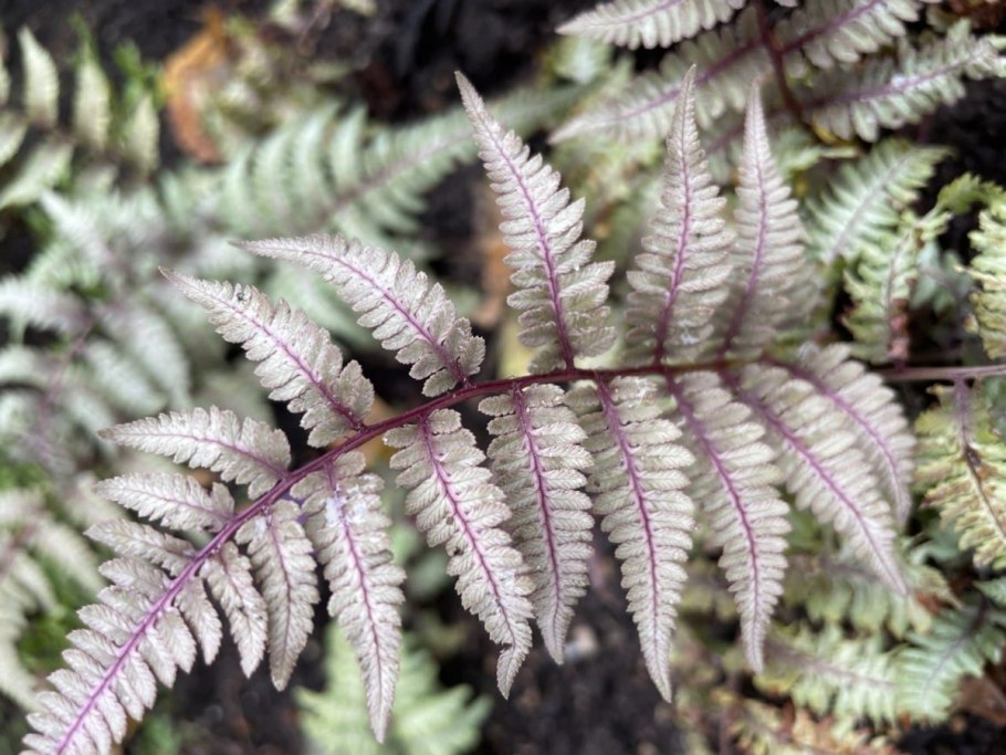 Папоротник Athyrium niponicum "pictum
