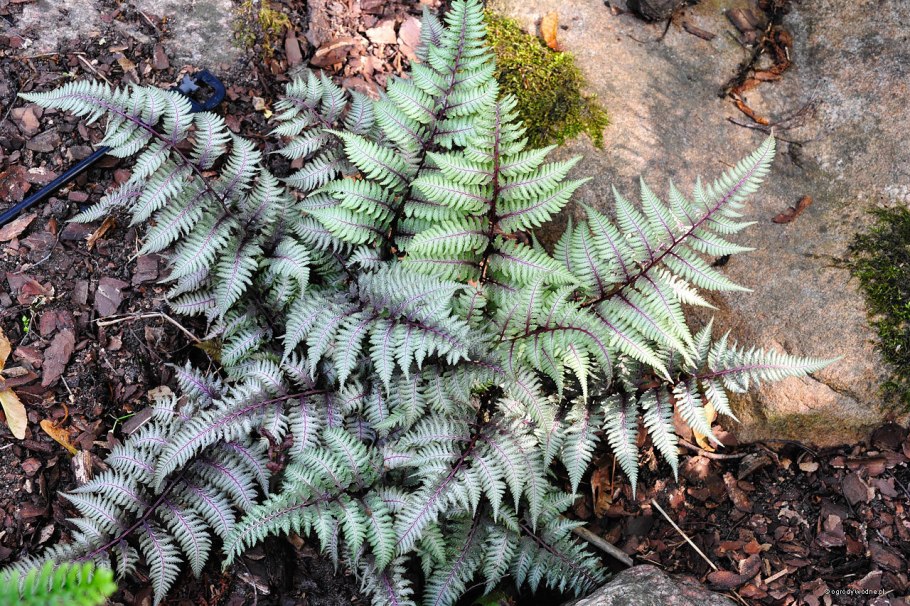 Папоротник Athyrium niponicum "pictum