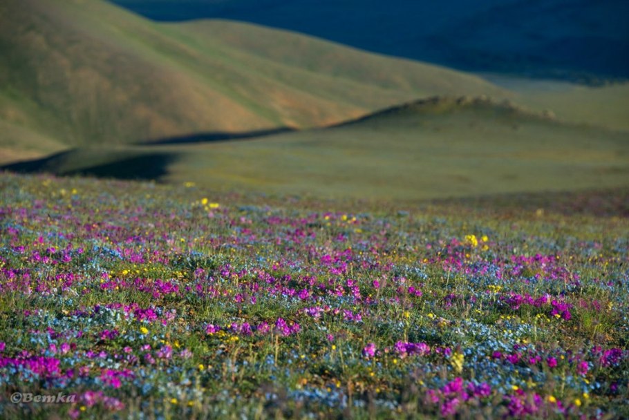 Аскания Нова Цветущая степь