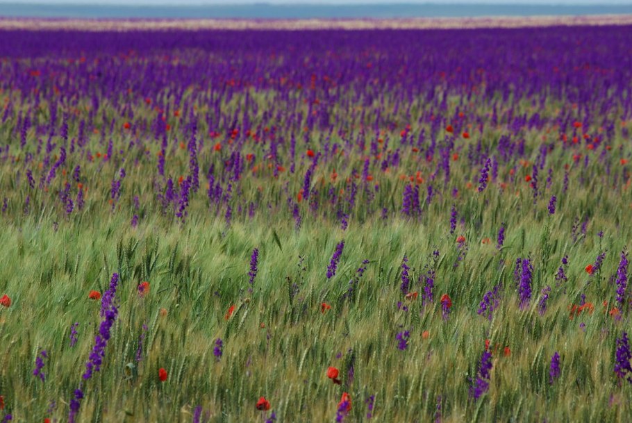 Степные цветы Крыма октябрь