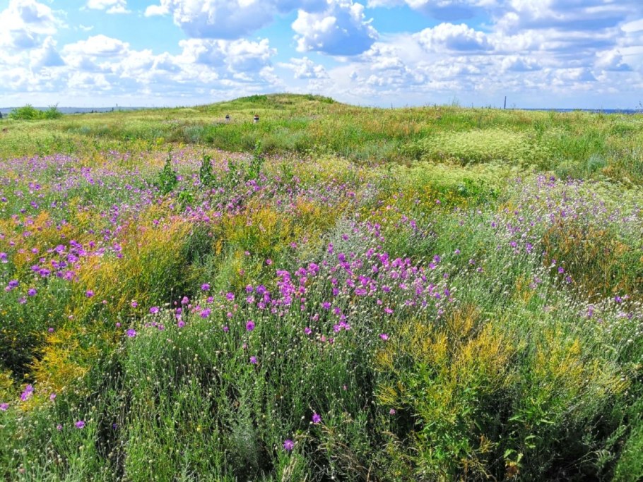 Типчак корень луковица