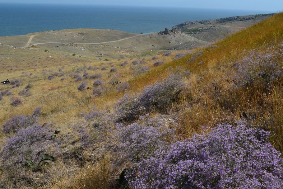 Луговые и разнотравно-злаковые степи