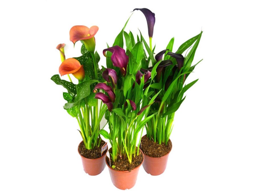 Комнатная Калла Зантедеския