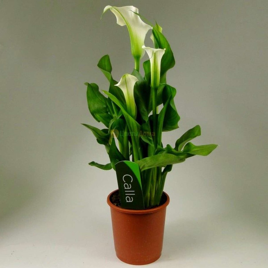 Зантедеския d12